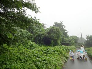 所沢市のあかねの虹保育園の雨のお散歩の画像