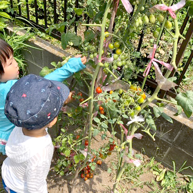 所沢市のあかね保育園のあそぼう会の野菜の収穫の画像