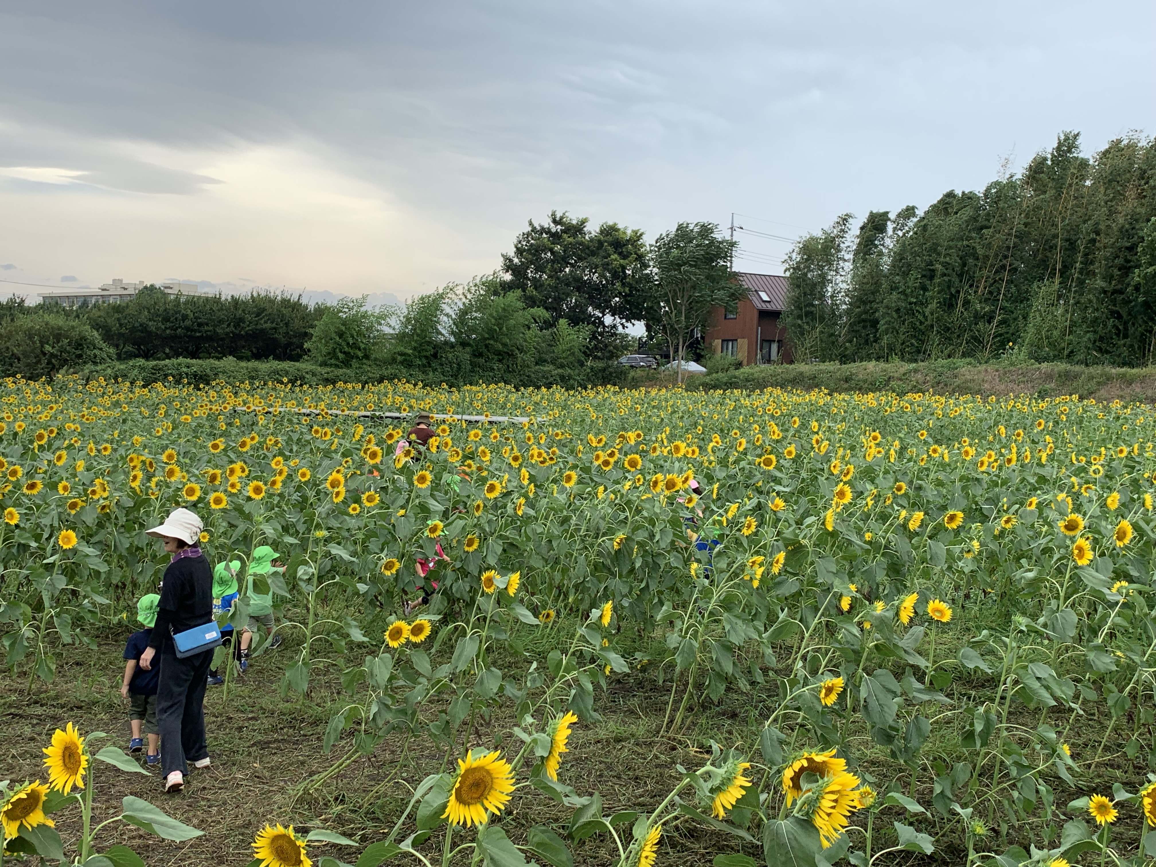 所沢市のあかねの虹保育園の子どもたちがお散歩でひまわり畑に行った時の写真