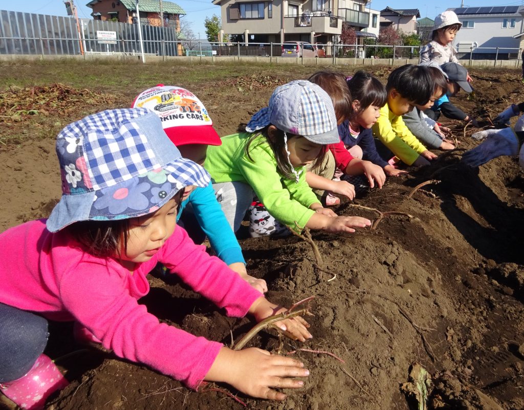 埼玉県所沢市にあるあかね保育園で幼児さんが苗を植えたお芋を掘っている画像