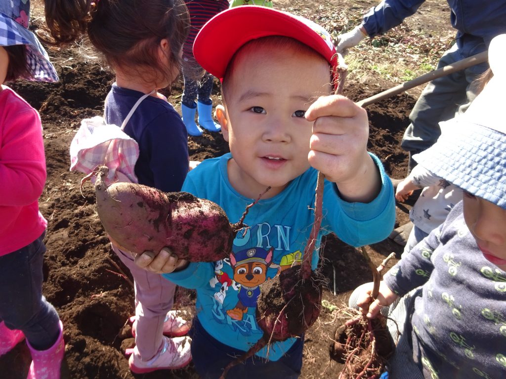 埼玉県所沢市にあるあかね保育園で幼児さんが苗を植えたお芋を掘っている画像