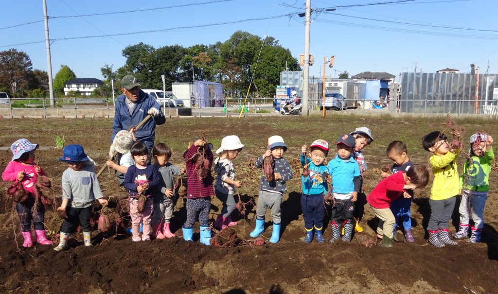 埼玉県所沢市にあるあかね保育園で幼児さんが苗を植えたお芋を掘っている画像